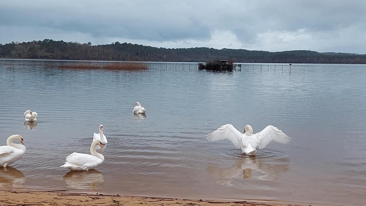 T2, 50M Du Lac, Piscine, Wifi, Jardin Terrasse Sans Vis-A-Vis, 1 A 4 Pers Aureilhan  Exteriér fotografie