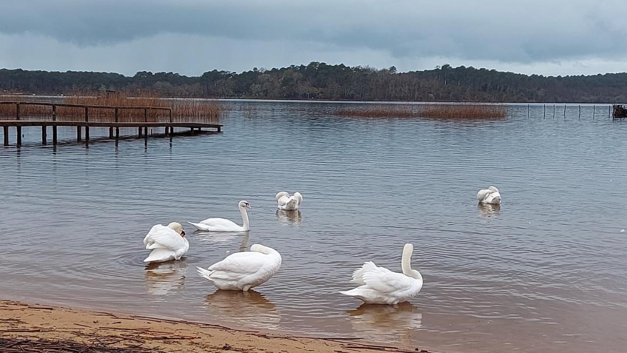 T2, 50M Du Lac, Piscine, Wifi, Jardin Terrasse Sans Vis-A-Vis, 1 A 4 Pers Aureilhan  Exteriér fotografie